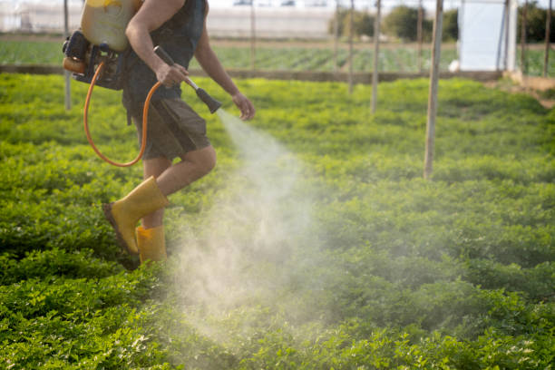 Wasp Removal Services in Edmore, MI